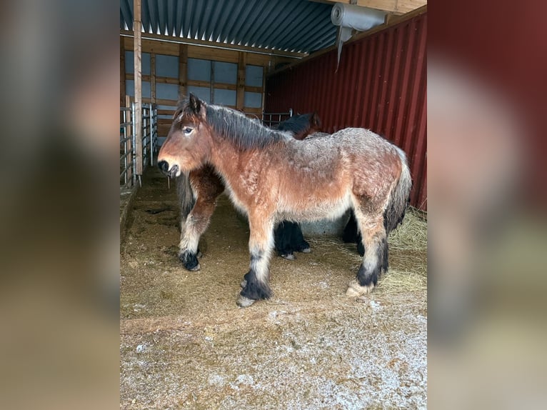 Ardenner Hengst 1 Jahr 155 cm Brauner in Daleiden