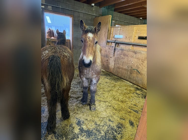 Ardenner Hengst 1 Jahr 155 cm Brauner in Daleiden