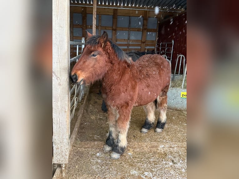 Ardenner Hengst 1 Jahr 155 cm Brauner in Daleiden