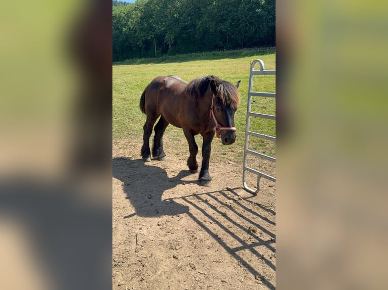 Ardenner Hengst 1 Jahr 156 cm Rappe in Daleiden