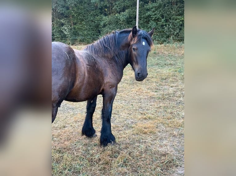 Ardenner Hengst 1 Jahr 156 cm Rappe in Daleiden