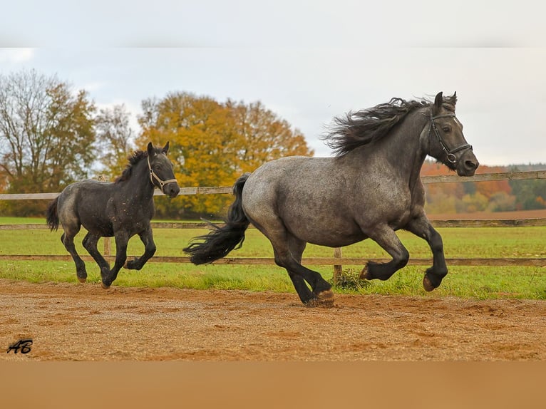 Ardenner Hengst 1 Jahr 157 cm Blauschimmel in Pfronstetten
