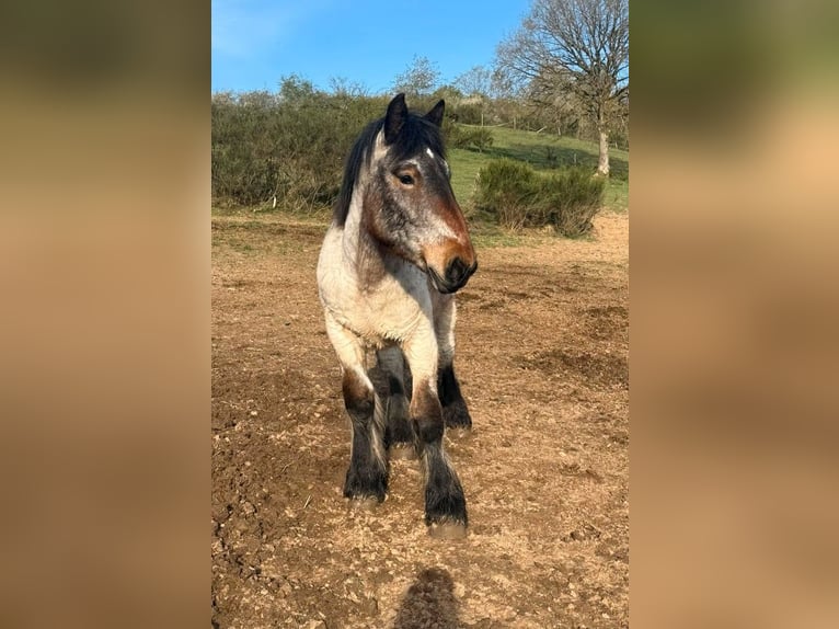 Ardenner Hengst 1 Jahr 160 cm  in Daleiden