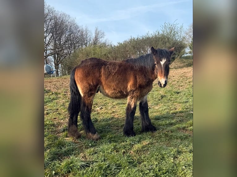 Ardenner Hengst 1 Jahr 160 cm  in Daleiden