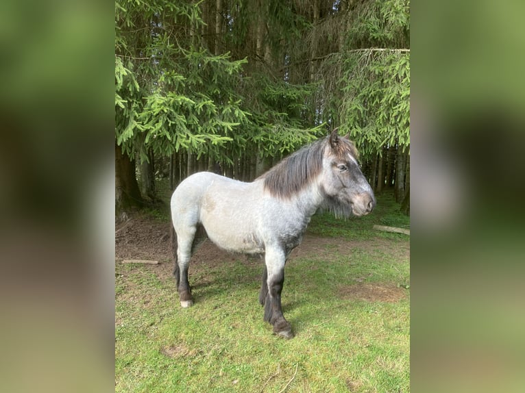 Ardenner Hengst 1 Jahr Blauschimmel in Büllingen