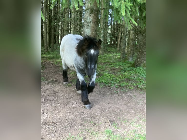 Ardenner Hengst 1 Jahr Blauschimmel in Büllingen