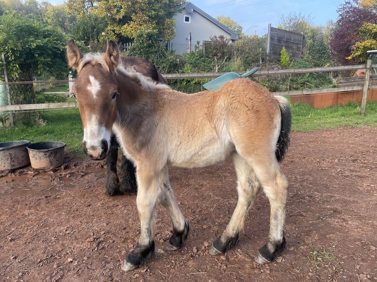 Ardenner Hengst 1 Jahr Brauner in Diekirch