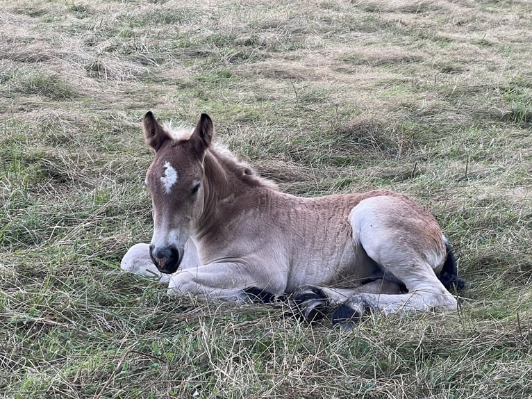 Ardenner Hengst 1 Jahr Brauner in Diekirch