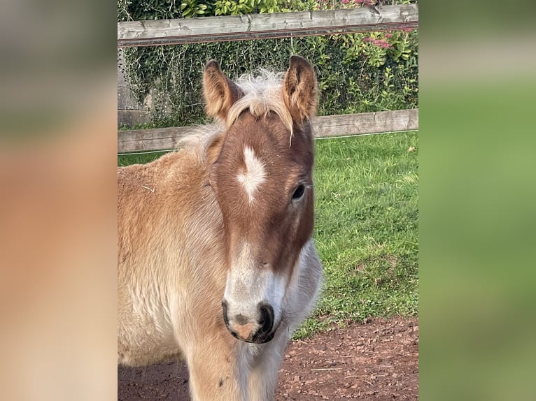 Ardenner Hengst 1 Jahr Brauner in Diekirch