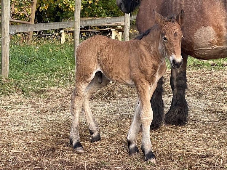 Ardenner Hengst 1 Jahr Brauner in Diekirch