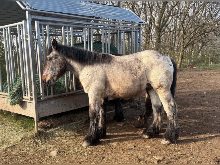 Ardenner Hengst 1 Jahr  in Daleiden