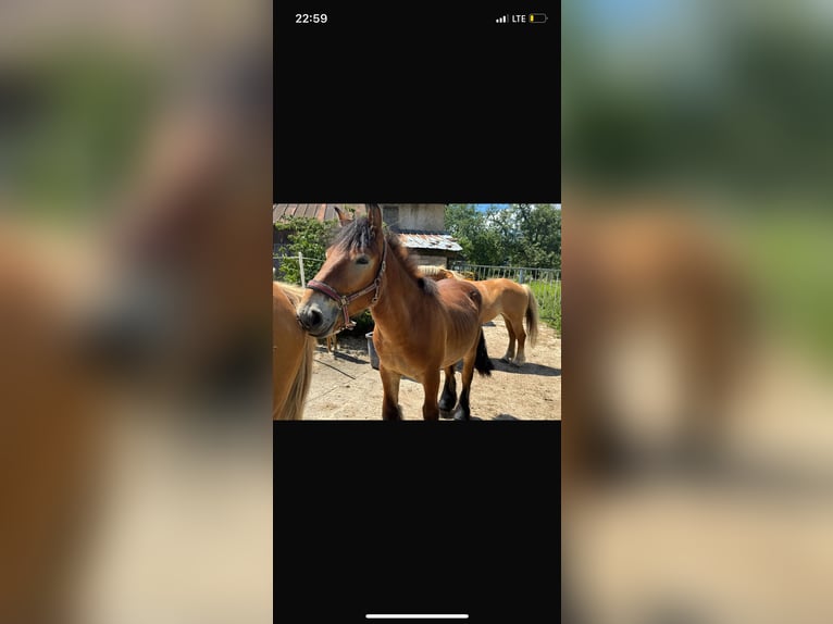 Ardenner Hengst 2 Jaar 150 cm Bruin in Rittersdorf