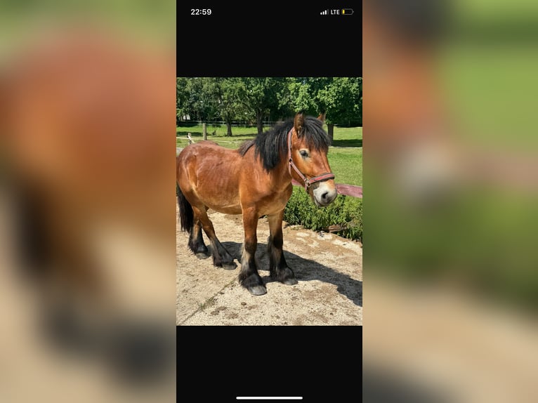 Ardenner Hengst 2 Jaar 150 cm Bruin in Rittersdorf