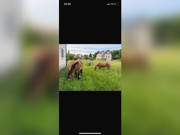 Ardenner Hengst 2 Jaar 150 cm Bruin in Rittersdorf