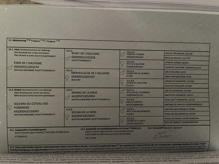 Ardenner Hengst 2 Jaar 157 cm Bruin in Daleiden