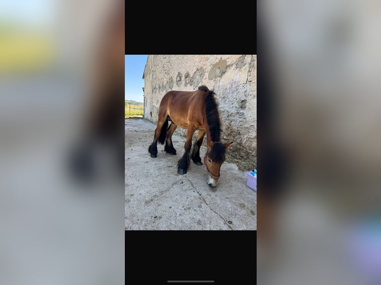Ardenner Hengst 2 Jahre 150 cm Brauner in Rittersdorf