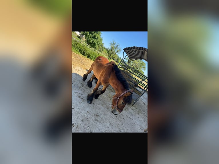 Ardenner Hengst 2 Jahre 150 cm Brauner in Rittersdorf