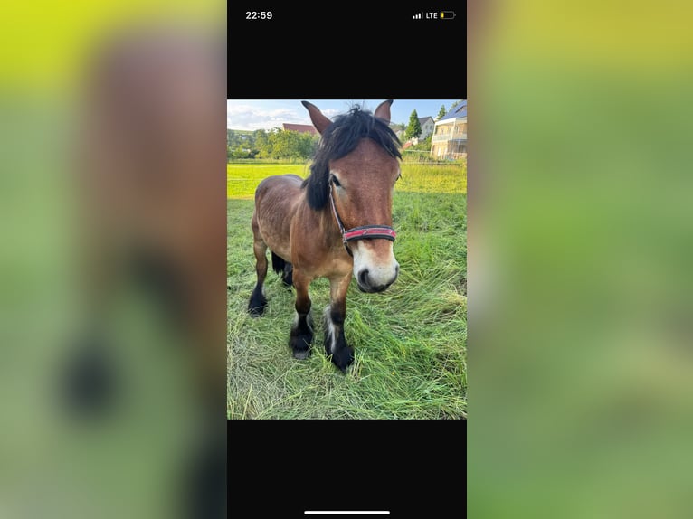 Ardenner Hengst 2 Jahre 150 cm Brauner in Rittersdorf