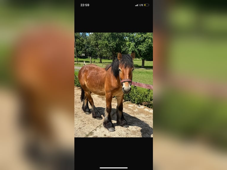Ardenner Hengst 2 Jahre 150 cm Brauner in Rittersdorf