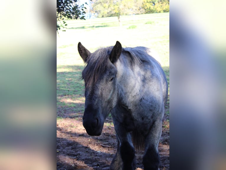 Ardenner Hengst 2 Jahre 175 cm Blauschimmel in Gentingen