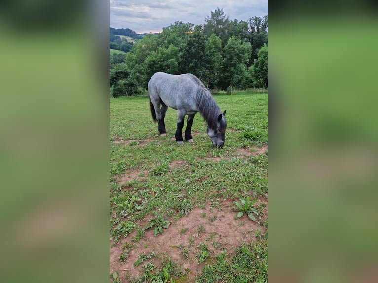 Ardenner Hengst 3 Jaar 160 cm Blauwschimmel in Gentingen