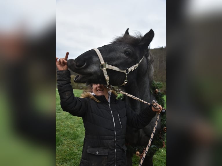 Ardenner Hengst 3 Jaar 160 cm Blauwschimmel in Gentingen