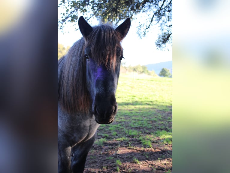 Ardenner Hengst 3 Jaar 160 cm Blauwschimmel in Gentingen