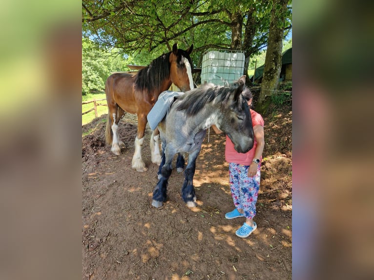 Ardenner Hengst 3 Jaar 160 cm Blauwschimmel in Gentingen