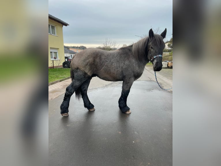 Ardenner Hengst 3 Jaar 160 cm Blauwschimmel in Gentingen