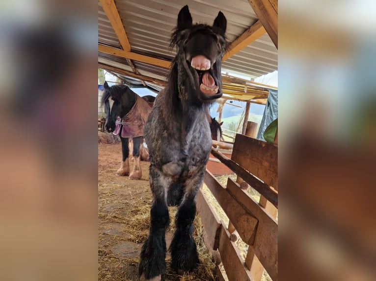 Ardenner Hengst 3 Jaar 160 cm Blauwschimmel in Gentingen