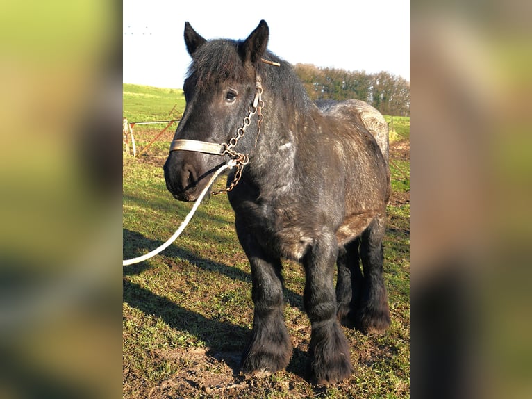 Ardenner Hengst 3 Jaar Blauwschimmel in SANEM