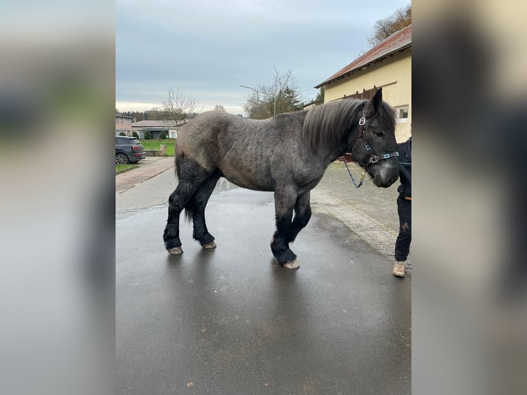 Ardenner Hengst 3 Jahre 160 cm Blauschimmel in Gentingen