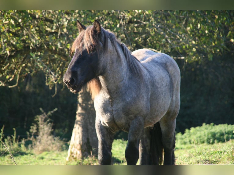 Ardenner Hengst 3 Jahre 165 cm Blauschimmel in Gentingen