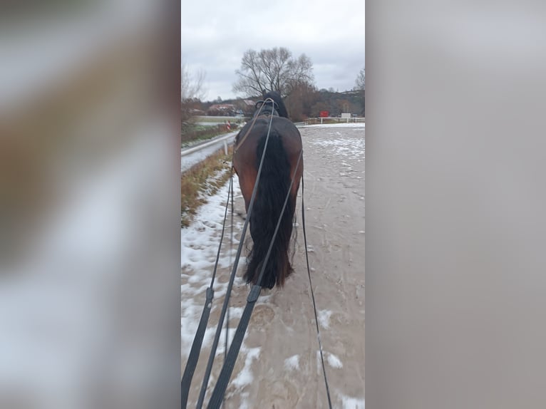 Ardenner Mix Hengst 7 Jaar 170 cm Bruin in Groß-Umstadt