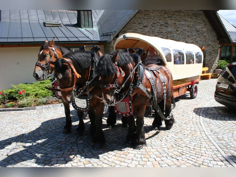 Ardenner Hengst 9 Jaar 165 cm Bruin in Breitenbrunn/Erzgebirg5