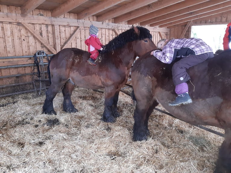 Ardenner Hengst 9 Jahre 165 cm Brauner in Breitenbrunn/Erzgebirg5