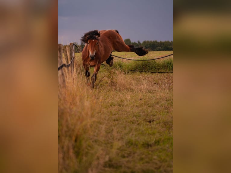 Ardenner Hengst Brauner in Lamspringe