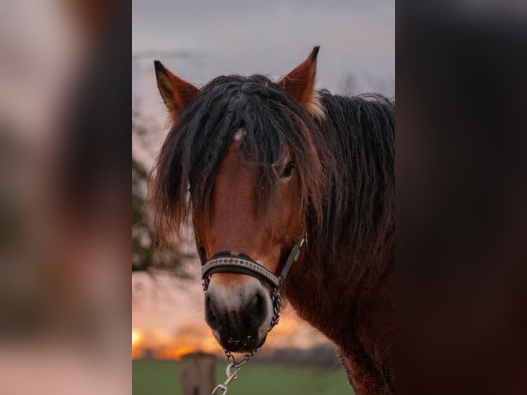 Ardenner Hengst Brauner in Lamspringe