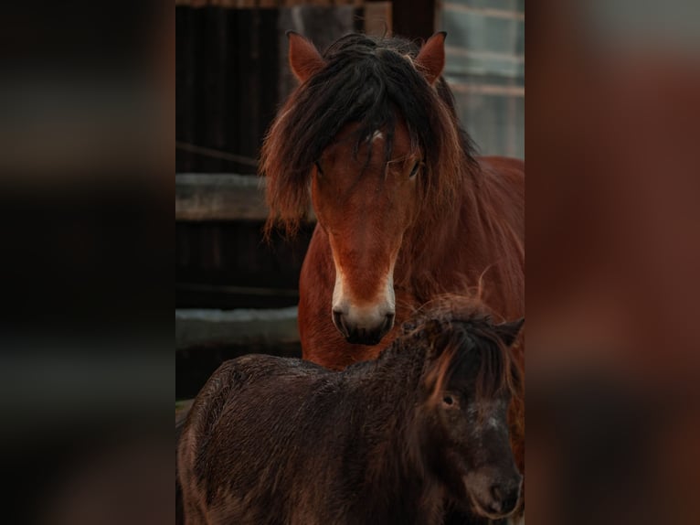 Ardenner Hengst Brauner in Lamspringe