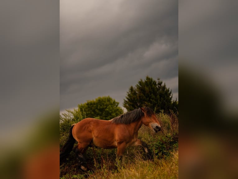Ardenner Hengst Brauner in Lamspringe