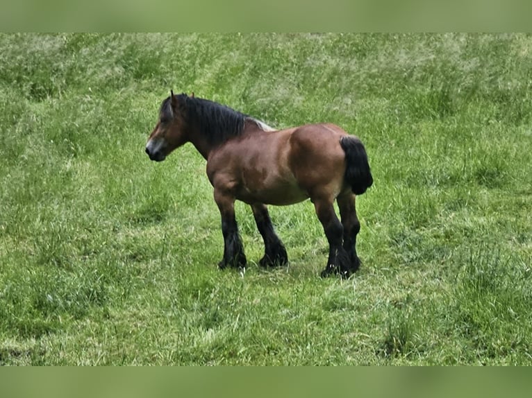 Ardenner Hengst Bruin in Lamspringe