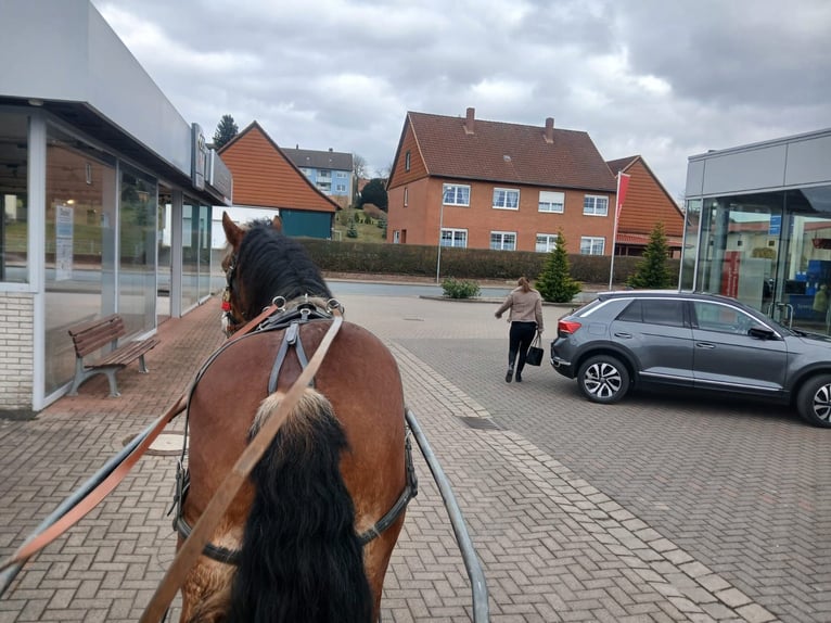 Ardenner Hengst Bruin in Lamspringe