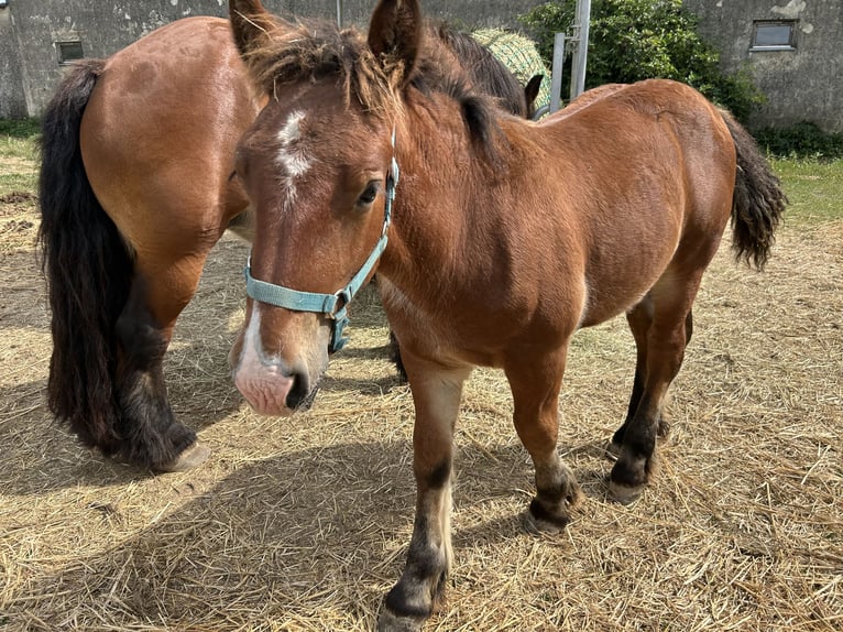Ardenner Hengst Fohlen (03/2025) Brauner in K&#xF6;szeg