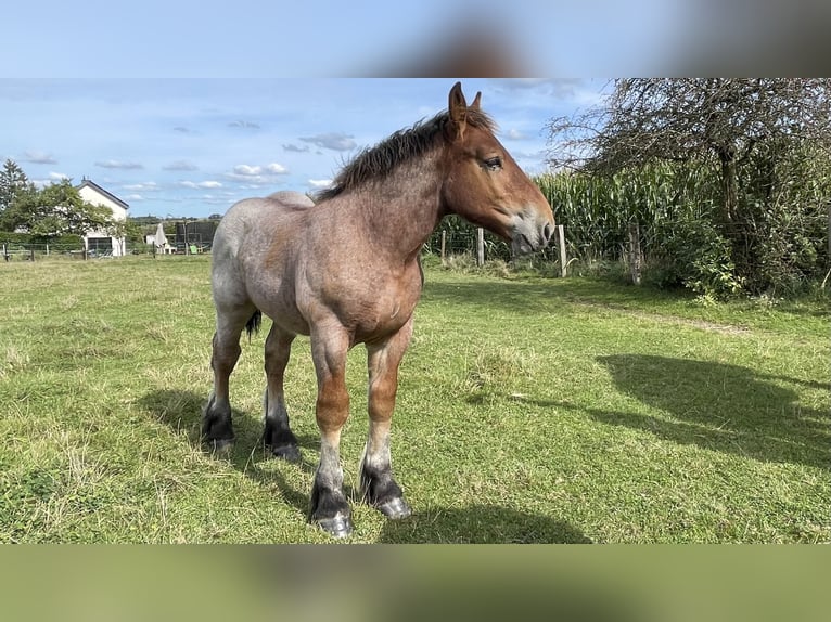 Ardenner Hengst Fohlen (01/2025) in KUBORN