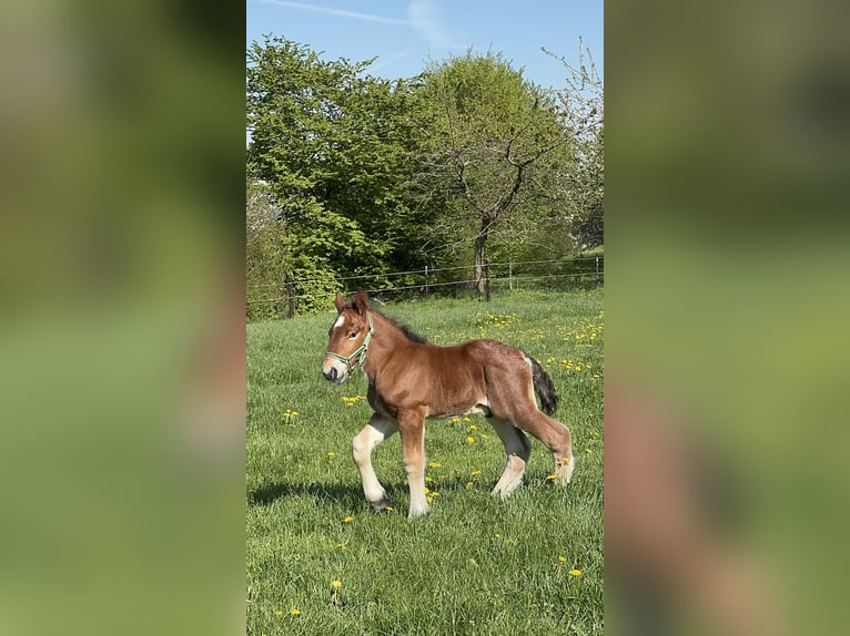 Ardenner Hengst Fohlen (01/2025) in KUBORN