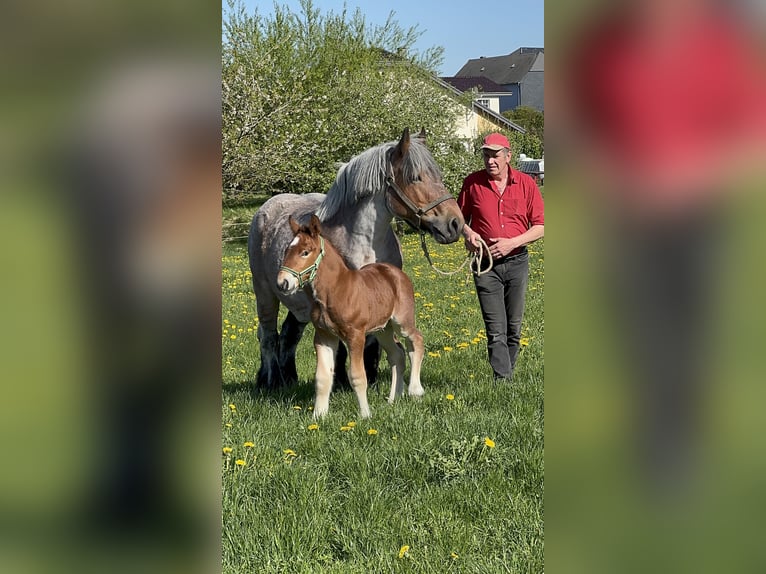 Ardenner Hengst Fohlen (01/2025) in KUBORN
