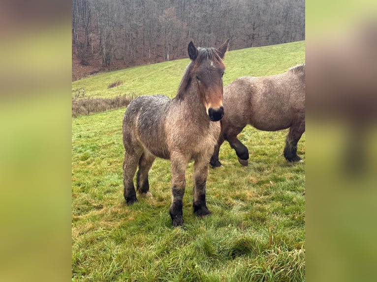 Ardenner Hengst Veulen (01/2025) 155 cm Bruin in Daleiden