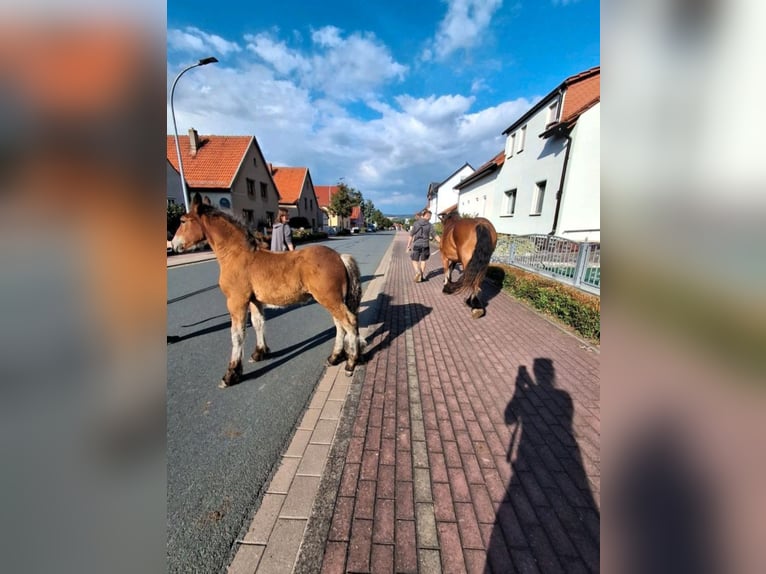 Ardenner Hengst Veulen (06/2026) 155 cm Bruin in Sondershausen