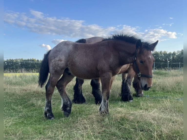 Ardenner Hengst Veulen (04/2026) 165 cm Roan-Red in Lenzen (Elbe)
