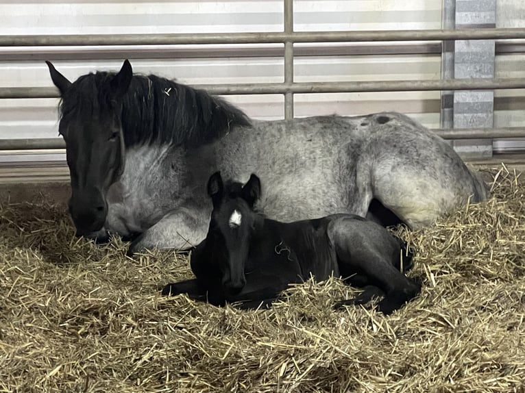 Ardenner Hengst veulen (03/2024) Blauwschimmel in KUBORN